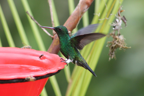 Cali: kolibrieparadijs op aardeCali: Kolibrie kijken en fotograferen