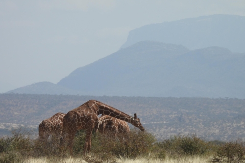 3 Dagen Safari in Samburu, Buffelsbronnen en Shaba Reservaat