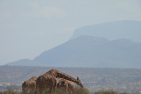 3 Dagen Safari in Samburu, Buffelsbronnen en Shaba Reservaat