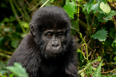 Kigali: Volcanoes National Park Gorilla Trekking Tour