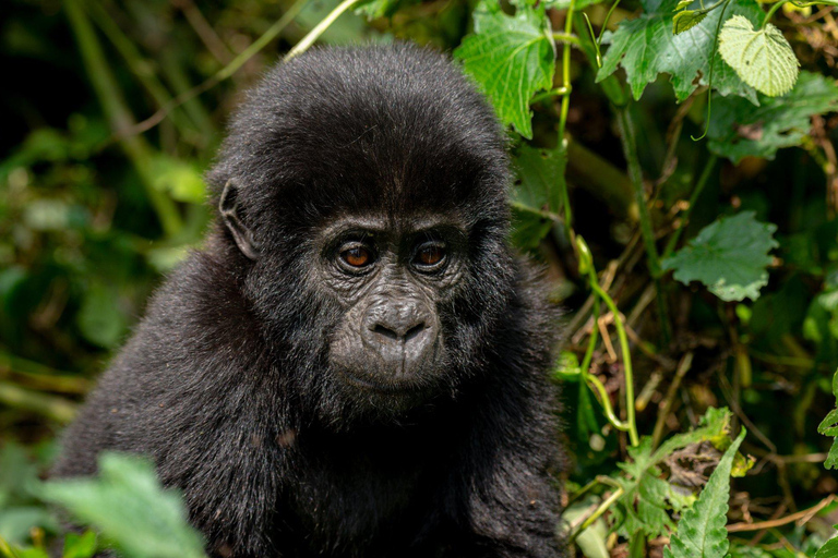 Kigali: Volcanoes National Park Gorilla Trekking Tour