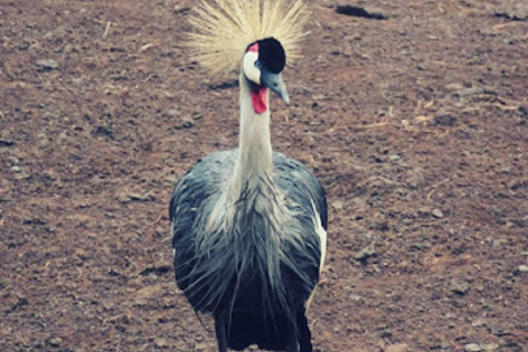 内罗毕：3日阿伯达雷国家公园经济型Safari内罗毕：3天阿伯达雷国家公园经济型Safari之旅