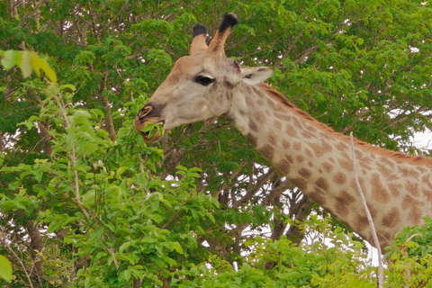 Livingstone Mosi-oa-Tunya 4x4 Rhino Tracking and Lunch