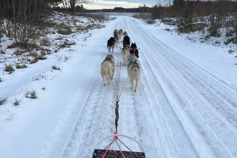 Tallinn: The Pack Power - Authentic Husky Ride Ridaküla: The Pack Power - Authentic Husky Ride
