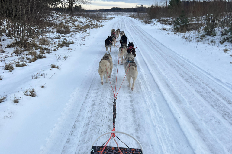 Tallinn: The Pack Power - Authentic Husky Ride Ridaküla: The Pack Power - Authentic Husky Ride
