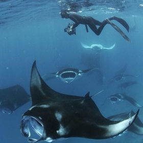 Nusa Penida: 2-4 paradas para mergulho com snorkel em Manta Point ou Manta Bay