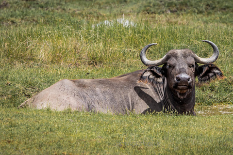 2-Day Tsavo East Safari with Meals and Hotel, Open roof jeep