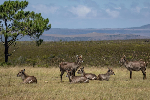 From Nairobi: 6-Day Samburu, Sweetwaters, and Lake Naivasha…