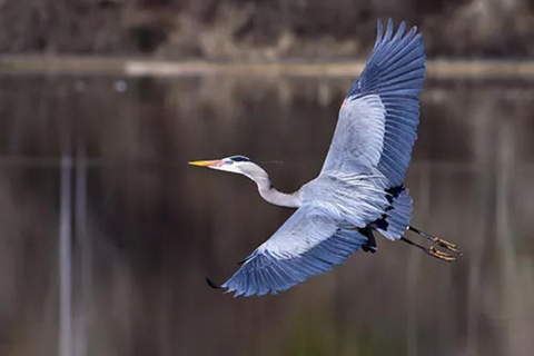 New Orleans/Westwego: Pontoon Boat Swamp Tour With Pickup