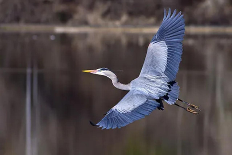 La Nouvelle-Orléans : Visite guidée des marais en ponton avec observation de la faune et de la floreSans prise en charge