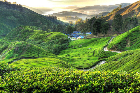 From Kuala Lumpur: Cameron Highlands Tour with Lunch From Kuala Lumpur: Cameron Highlands Day Trip Without Lunch