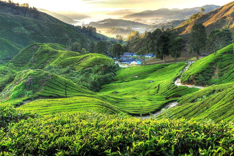 From Kuala Lumpur: Cameron Highlands Tour with Lunch From Kuala Lumpur: Cameron Highlands Day Trip Without Lunch