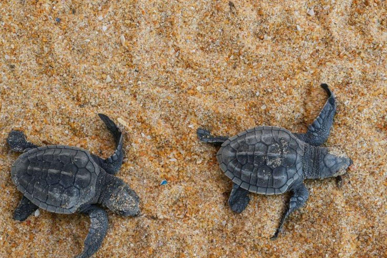 Colombo: Galle Fort, River Safari, and Coast Day Trip From Colombo, Negombo and kaluthara to Galle Fort