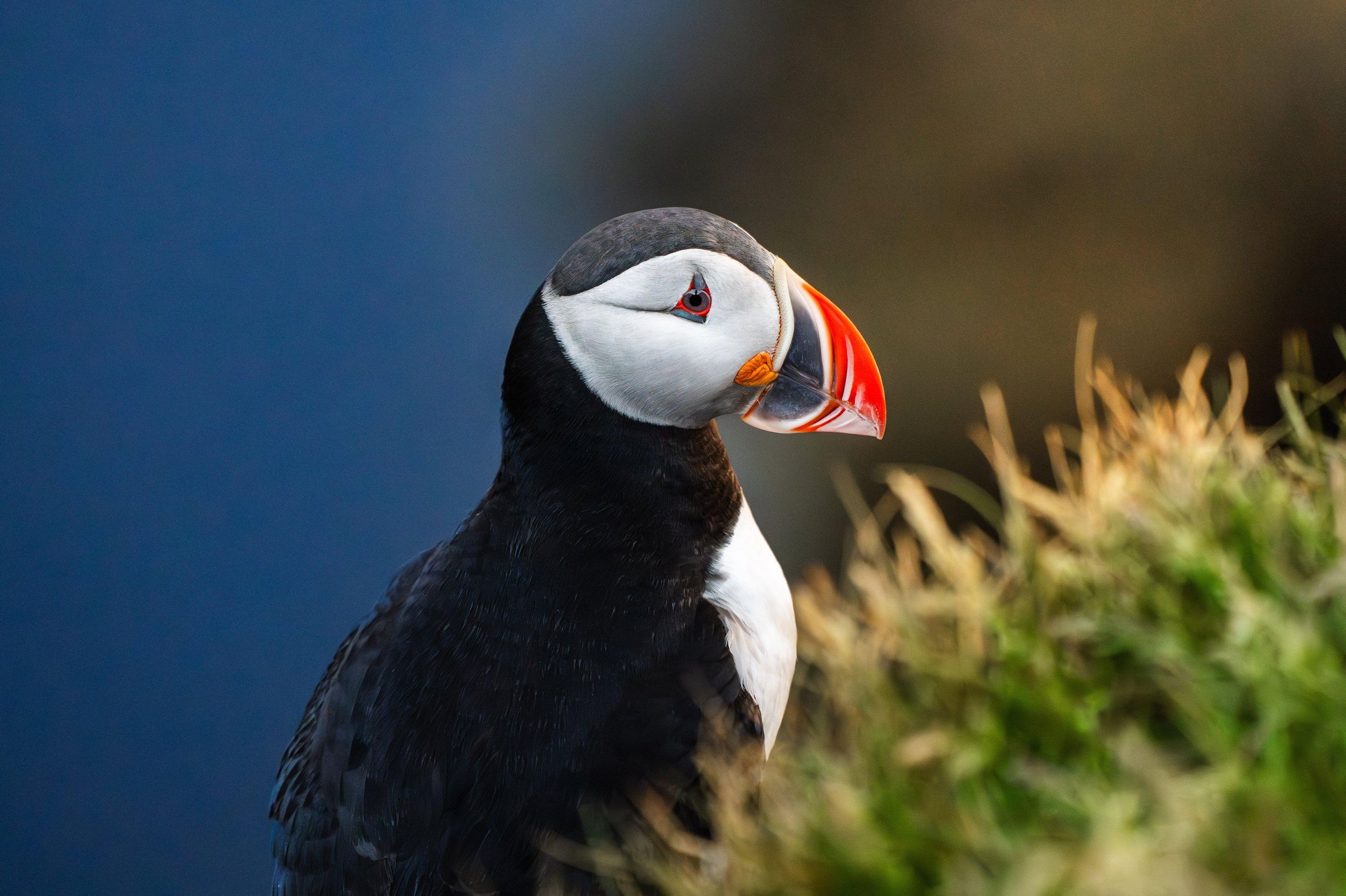 Ab Reykjavik: 3-tägige Tour zu den wilden Westfjorden mit Hotels