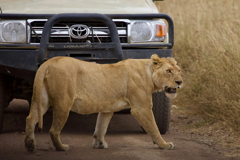 Nairobi National Park: Tour in a 4X4 Van (WiFi Included)Nairobi National Park: Tour in a Safari Van (WiFi Included)