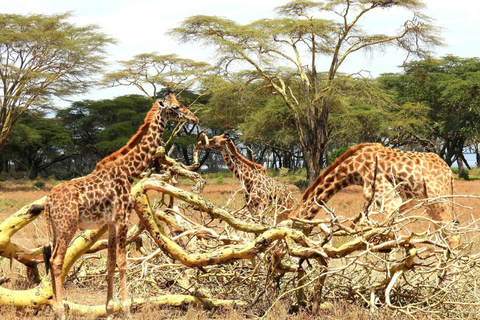 Nairobi: Crescent Island Sanctuary Day Trip with Lunch Nairobi: Crescent Island Sanctuary private day Trip
