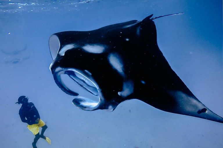 Rasdhoo: Manta Ray Cleaning Station Adventure with Photos