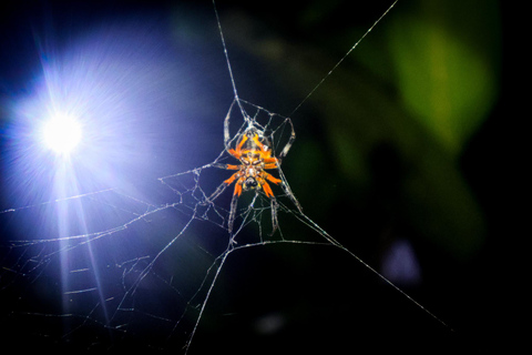 La Fortuna: Nocny spacer w La Fortuna