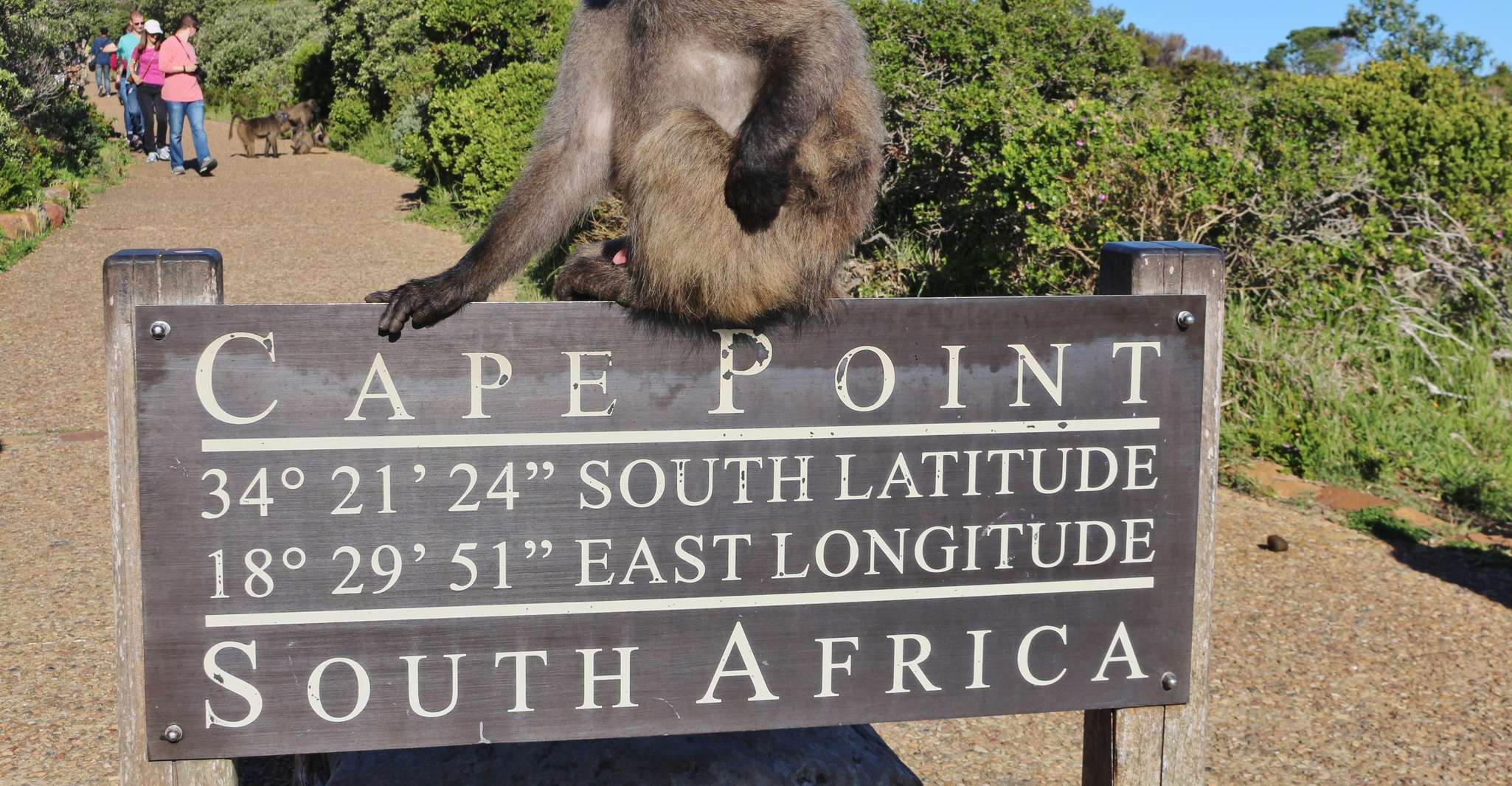 Cape of Good Hope Penguins Seals & Chapmans Peak Shared Tour - Hizvo