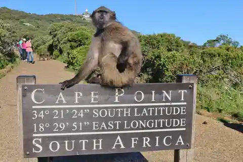 Cape of Good Hope Penguins Seals & Chapmans Peak Shared Tour