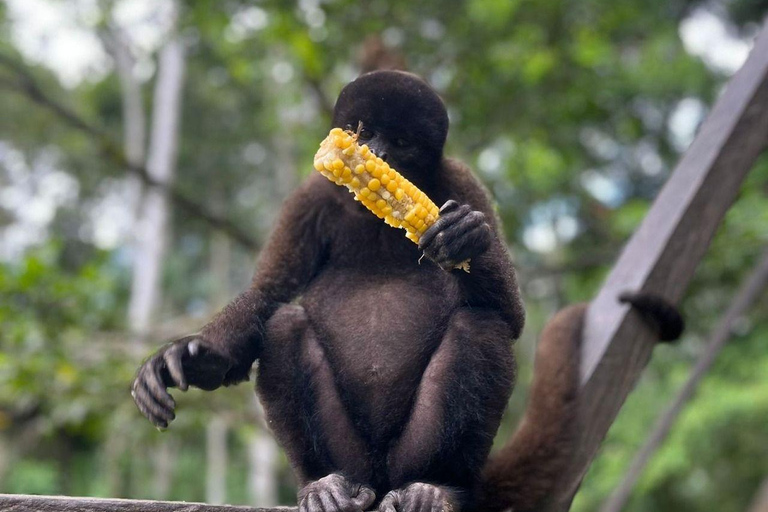 Iquitos: Monkey Island Tour with Lunch