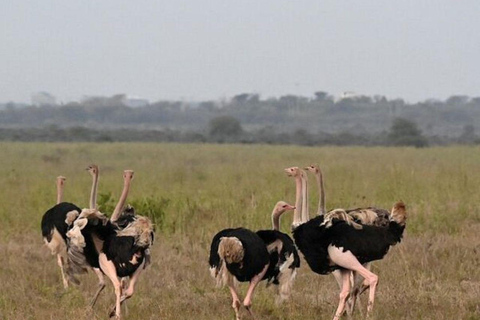 Nairobi National Park: Early Morning or afternoon adventure Early morning game drive in a Landcruiser JEEP