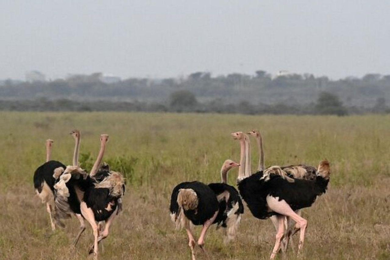 Nairobi National Park: Early Morning or afternoon adventure Early morning game drive in a Landcruiser JEEP
