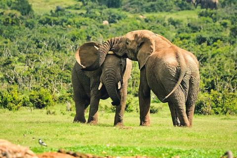 Au départ de Nairobi : 3 jours de safaris de luxe dans le parc national d&#039;Amboseli