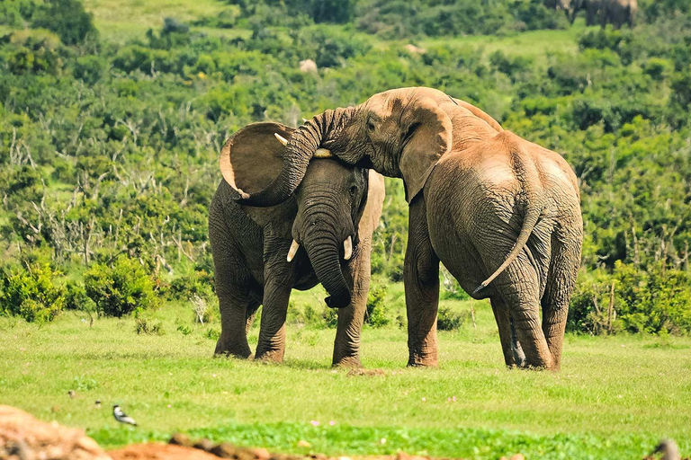 Vanuit Nairobi: 3 Dagen Amboseli Nationaal Park Luxe Safaris