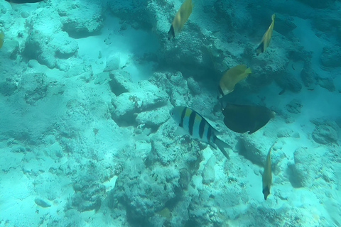 From zanzibar: Starfish, blue lagoon and the rock restaurant