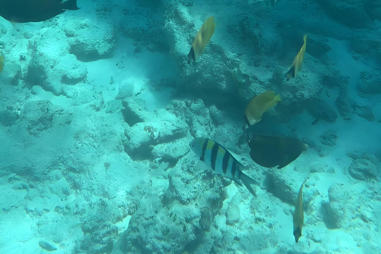 From zanzibar: Starfish, blue lagoon and the rock restaurant