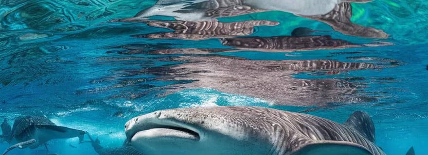 Nagez avec les requins-baleines sur l'île de Mafia, vol depuis Zanzibar