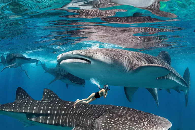 Zanzibar: Mafia Island Whale Shark Day Trip from Zanzibar Private tour