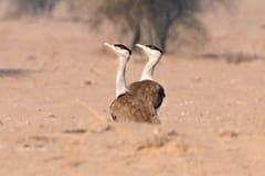 Birdwatching | Jaisalmer things to do in Jaisalmer