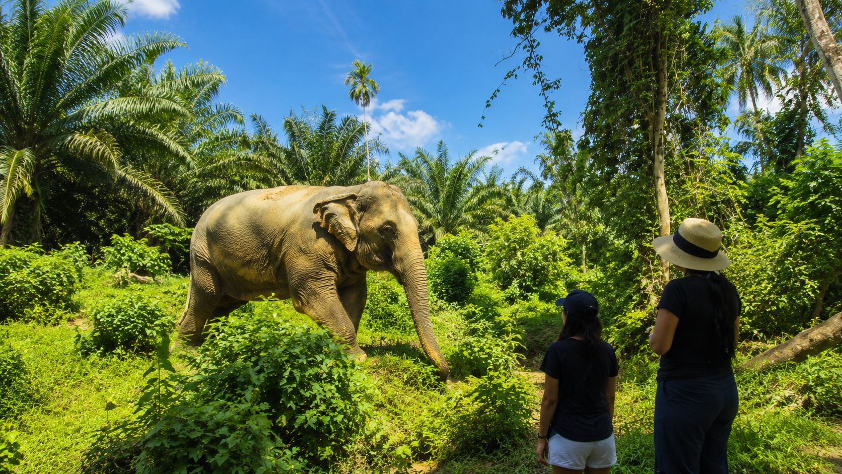 Khao Lak: 2-stündiger geführter Öko-Rundgang im Elefanten-Schutzzentrum