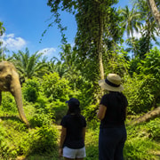 Khao Lak: 2-Hour Guided Elephant Sanctuary Eco-Walk