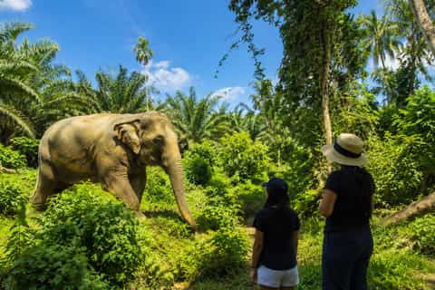 Khao Lak: 2-Hour Guided Elephant Sanctuary Eco-Walk - Image 3