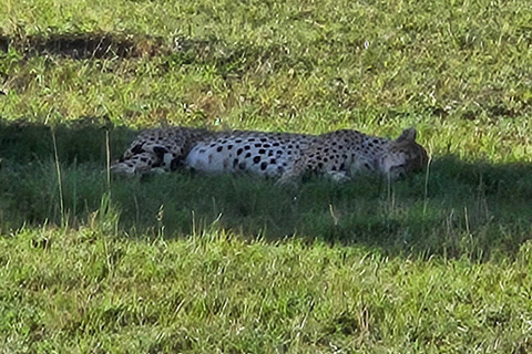 Desde Nairobi: safari de 3 días al Parque Nacional Masai Mara