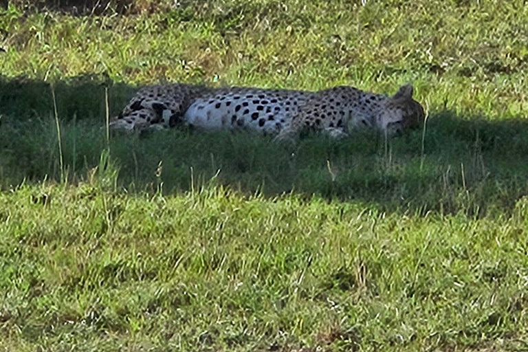 Desde Nairobi: safari de 3 días al Parque Nacional Masai Mara