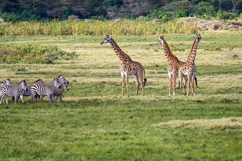 From Zanzibar: 4 Days Serengeti and Ngorongoro Crater Safari