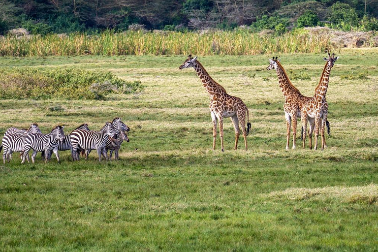 From Zanzibar: 4 Days Serengeti and Ngorongoro Crater Safari