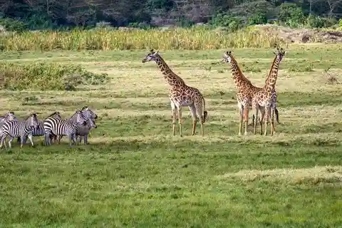 2-days 1-night to Mikumi from Dar-es-Salaam by Luxury Train