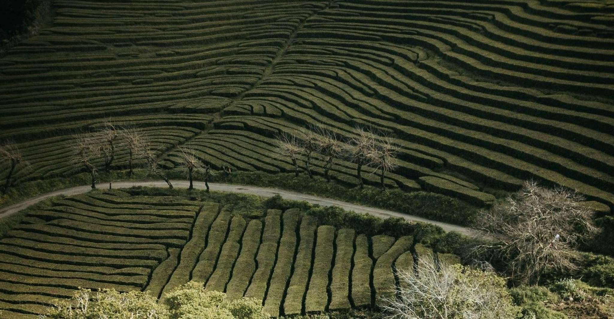 Azores, Furnas & Nordeste Volcano Full-Day Tour with Lunch - Housity