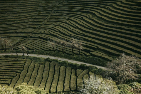 São Miguel: Ganztagestour zum Vulkan Furnas und zur Nordeste