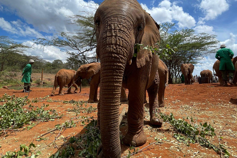 Från Nairobi: David Sheldrick Elephant Trust halvdagsutflykt