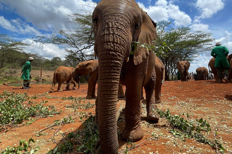 Au départ de Nairobi : Excursion d'une demi-journée au David Sheldrick Elephant Trust