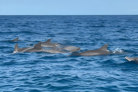 Zanzibar : Visite des dauphins, plongée en apnée et excursion sur les bancs de sable