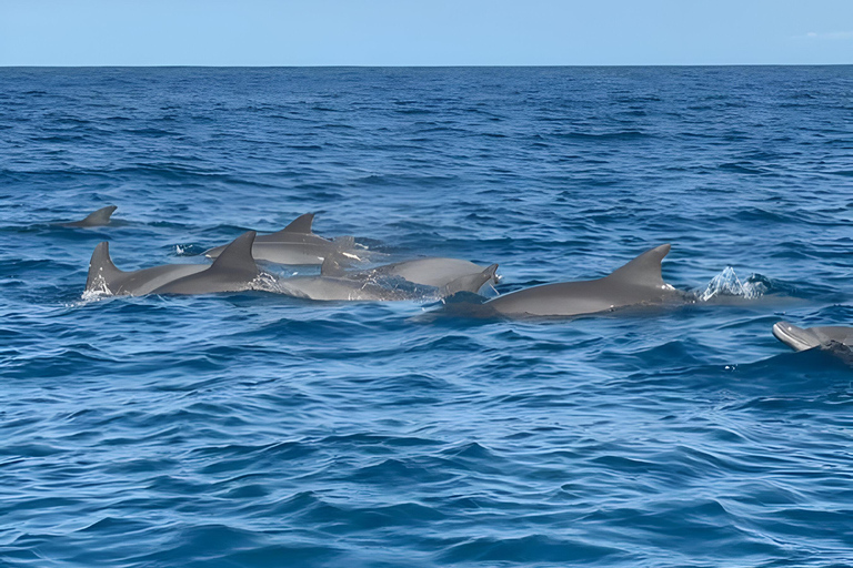 Zanzibar : Visite des dauphins, plongée en apnée et excursion sur les bancs de sable