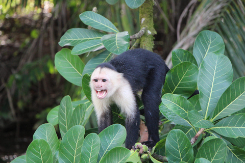 Carara National Park: Guided Walk Carara Costa Rica Nature