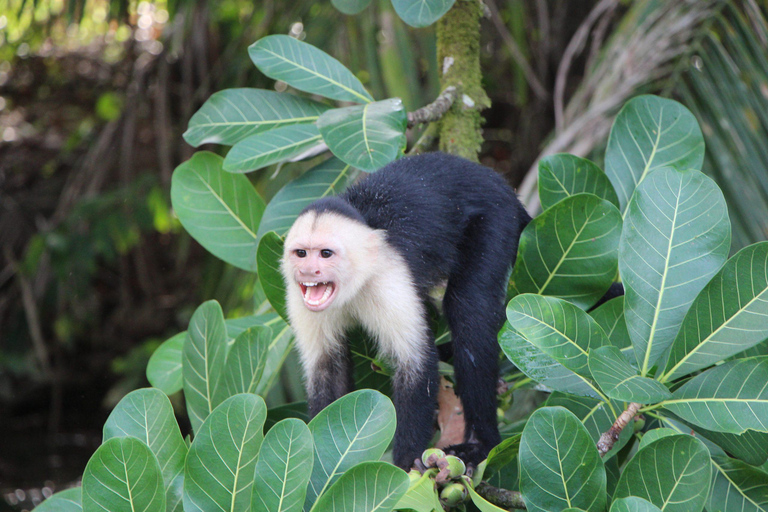 Carara National Park: Guided Walk Carara Costa Rica Nature